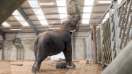 FEATURE - Einsamer Elefant hat seit fast 20 Jahren keinen anderen Artgenossen mehr gesehen