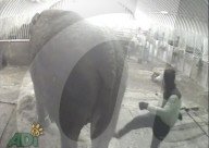 FEATURE - Einsamer Elefant hat seit fast 20 Jahren keinen anderen Artgenossen mehr gesehen