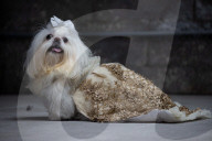 FEATURE - Wau Couture: Modenschau für Hund und Frauchen im Rahmen der New York Fashion Week