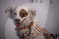 FEATURE - Wau Couture: Modenschau für Hund und Frauchen im Rahmen der New York Fashion Week