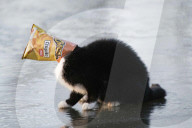 FEATURE - Eine Katze verheddert sich in einer Chipstüte auf einem zugefrorenen See in Bokrijk