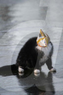 FEATURE - Eine Katze verheddert sich in einer Chipstüte auf einem zugefrorenen See in Bokrijk