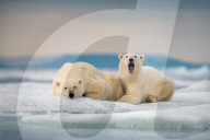 FEATURE - Ein Eisbär-Jungtier kuschelt sich an seine Mutter