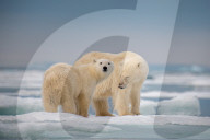 FEATURE - Ein Eisbär-Jungtier kuschelt sich an seine Mutter