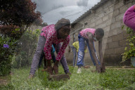 Four chicken heads a dollar: how one Harare grandmother scratches a living in lockdown