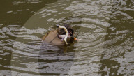 A seal is seen in Teddington Lock on the River Thames in  London. 