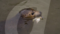 A seal is seen in Teddington Lock on the River Thames in  London. 