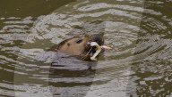 A seal is seen in Teddington Lock on the River Thames in  London. 