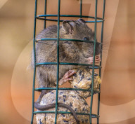 FEATURE -  Ratte steckt im Vogelfutterhäuschen fest
