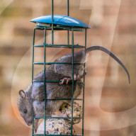 FEATURE -  Ratte steckt im Vogelfutterhäuschen fest