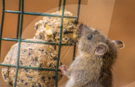 FEATURE -  Ratte steckt im Vogelfutterhäuschen fest