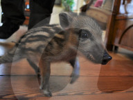 FEATURE -  Familie zieht einen verwaisten Wildschwein-Frischling im Wohnzimmer auf 