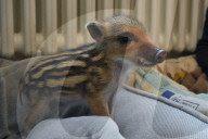 FEATURE -  Familie zieht einen verwaisten Wildschwein-Frischling im Wohnzimmer auf 