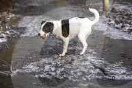 Muddy lockdown walks and daily exercise in and around London
