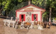 FEATURE -  'Farmily': Familienporträts mit Tieren 