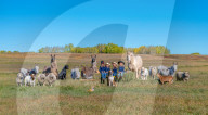 FEATURE -  'Farmily': Familienporträts mit Tieren 