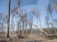 First Oak Intended For The 'Fleche' Of Notre Dame De Paris Reconstruction