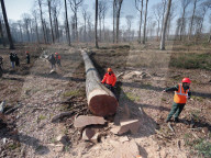 First Oak Intended For The 'Fleche' Of Notre Dame De Paris Reconstruction
