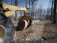 First Oak Intended For The 'Fleche' Of Notre Dame De Paris Reconstruction