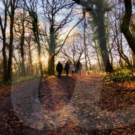 Walking in Epping Forest during the Covid-19 UK lockdown.