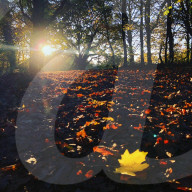 Walking in Epping Forest during the Covid-19 UK lockdown.