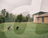 Florida's feral hogs: a pervasive pest – but a profitable one for some. The US’s most destructive invasive species numbers in the millions, clashing with a growing human population and boosting a lucrative hunting industry.