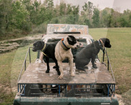 Florida's feral hogs: a pervasive pest – but a profitable one for some. The US’s most destructive invasive species numbers in the millions, clashing with a growing human population and boosting a lucrative hunting industry.