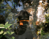 Florida's feral hogs: a pervasive pest – but a profitable one for some. The US’s most destructive invasive species numbers in the millions, clashing with a growing human population and boosting a lucrative hunting industry.