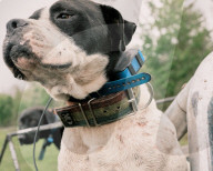 Florida's feral hogs: a pervasive pest – but a profitable one for some. The US’s most destructive invasive species numbers in the millions, clashing with a growing human population and boosting a lucrative hunting industry.