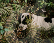 Florida's feral hogs: a pervasive pest – but a profitable one for some. The US’s most destructive invasive species numbers in the millions, clashing with a growing human population and boosting a lucrative hunting industry.