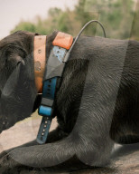 Florida's feral hogs: a pervasive pest – but a profitable one for some. The US’s most destructive invasive species numbers in the millions, clashing with a growing human population and boosting a lucrative hunting industry.