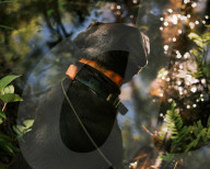 Florida's feral hogs: a pervasive pest – but a profitable one for some. The US’s most destructive invasive species numbers in the millions, clashing with a growing human population and boosting a lucrative hunting industry.