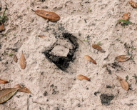 Florida's feral hogs: a pervasive pest – but a profitable one for some. The US’s most destructive invasive species numbers in the millions, clashing with a growing human population and boosting a lucrative hunting industry.