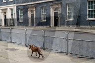 FEATURE - Ein abgemagerter Fuchs besucht die Downing Street in London