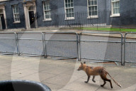 FEATURE - Ein abgemagerter Fuchs besucht die Downing Street in London
