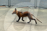 FEATURE - Ein abgemagerter Fuchs besucht die Downing Street in London