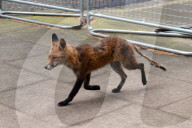 FEATURE - Ein abgemagerter Fuchs besucht die Downing Street in London