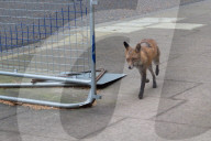 FEATURE - Ein abgemagerter Fuchs besucht die Downing Street in London