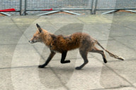 FEATURE - Ein abgemagerter Fuchs besucht die Downing Street in London