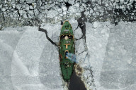 Flood Prevention Measures - St Petersburg