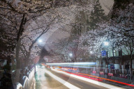 FEATURE - Kirschbäume in voller Blüte in Nanjing, China