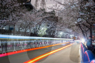 FEATURE - Kirschbäume in voller Blüte in Nanjing, China