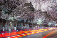 FEATURE - Kirschbäume in voller Blüte in Nanjing, China