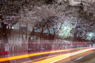 FEATURE - Kirschbäume in voller Blüte in Nanjing, China