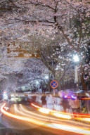 FEATURE - Kirschbäume in voller Blüte in Nanjing, China