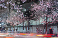 FEATURE - Kirschbäume in voller Blüte in Nanjing, China