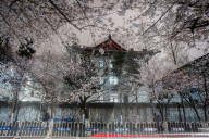 FEATURE - Kirschbäume in voller Blüte in Nanjing, China