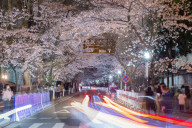 FEATURE - Kirschbäume in voller Blüte in Nanjing, China