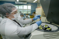 NEWS - Coronavirus: Brasilien - Amazonas startet CovacManaus-Studie