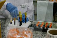 NEWS - Coronavirus: Brasilien - Amazonas startet CovacManaus-Studie